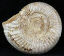 Perisphinctes Ammonite - Jurassic #31759-1